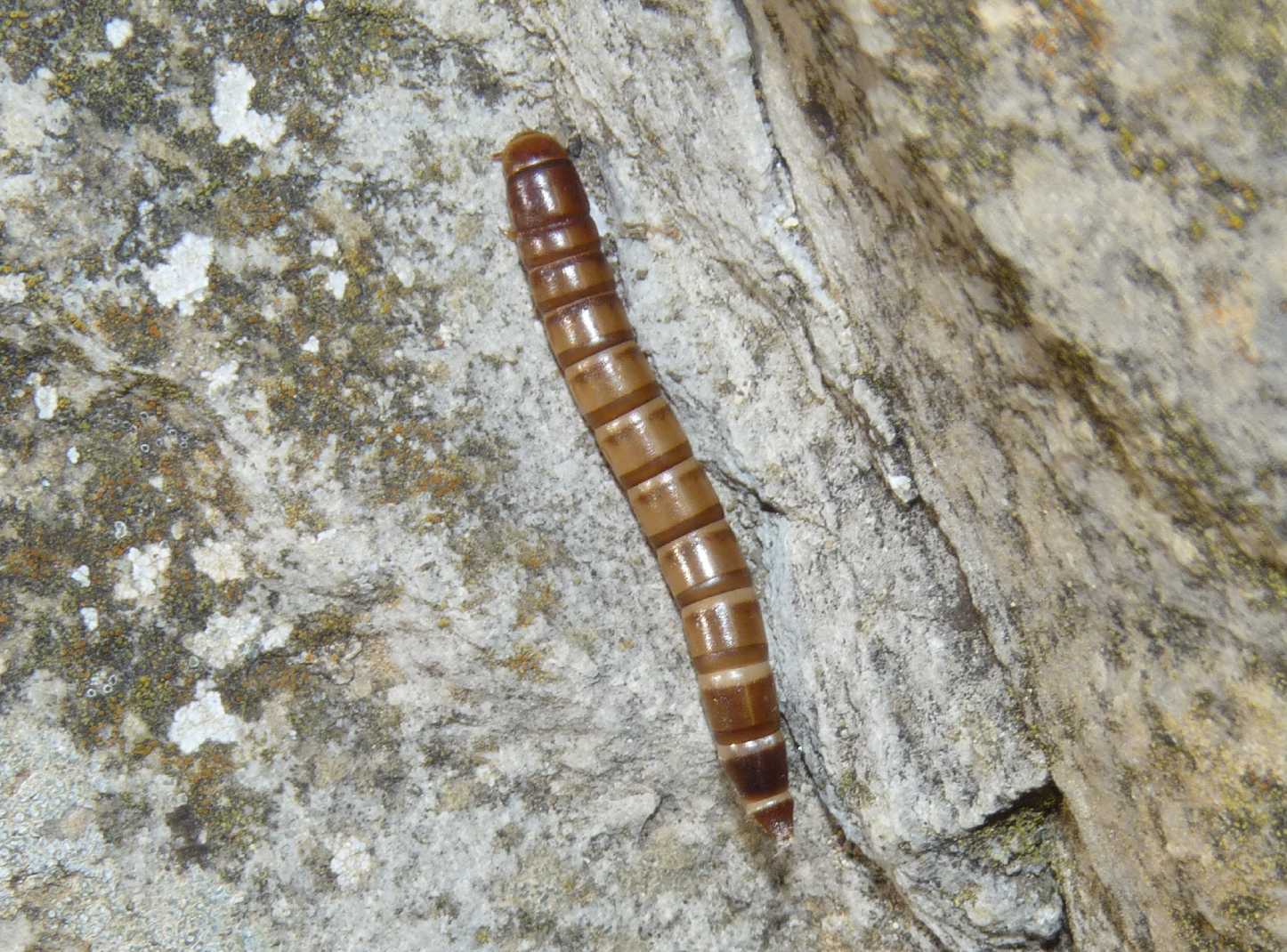 Larva di Tenebrionidae